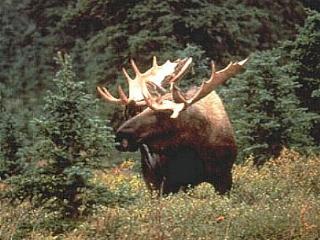 [Big Moose]