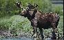 [Another Bull Moose]